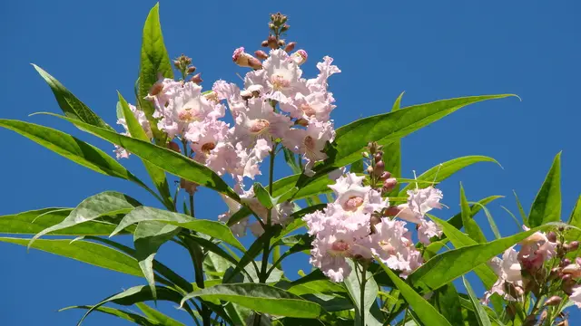 Chitalpa (Chitalpa tashkentensis)