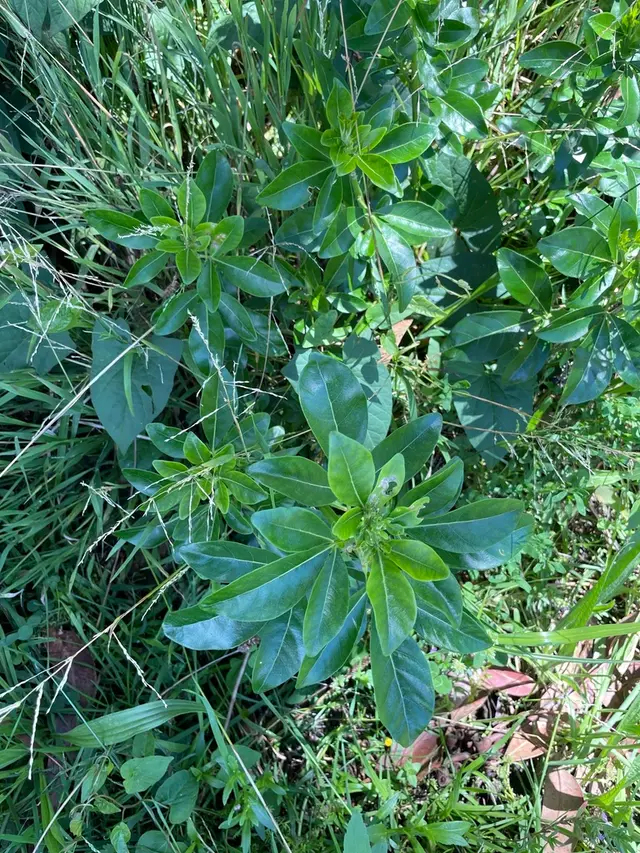 Mexican orange blossom (Choisya ternata)
