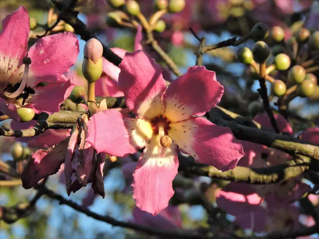 Ceiba speciosa (Chorisia speciosa)