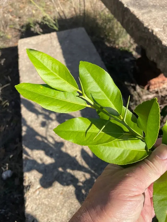 Lemon (Citrus limon)