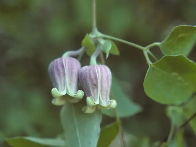 Jackman clematis (Clematis xjackmanii)