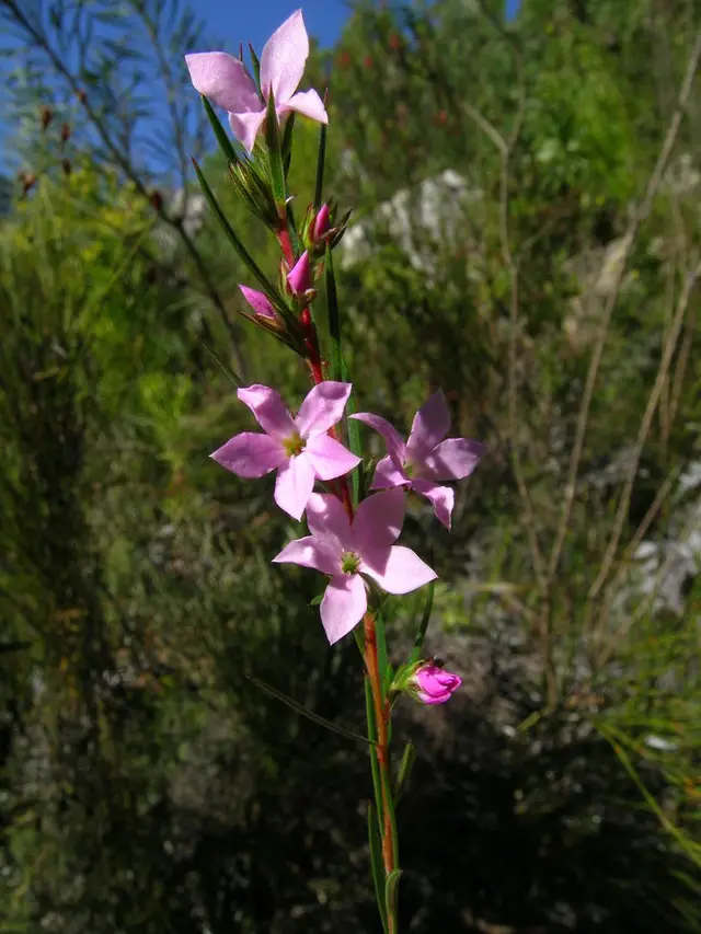 Diosma (Coleonema pulchrum)