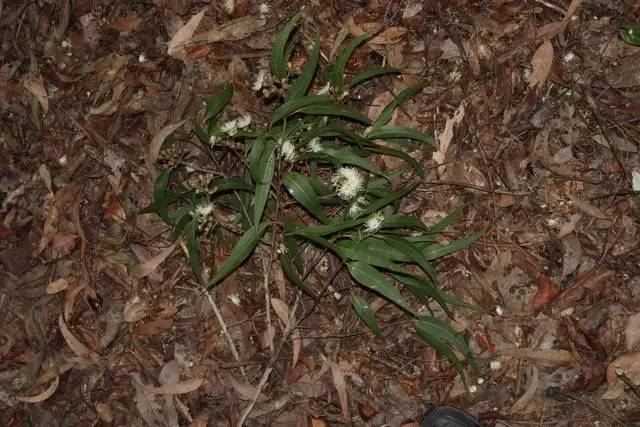 Spotted Gum (Corymbia maculata)