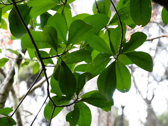 Karaka (Corynocarpus laevigatus)