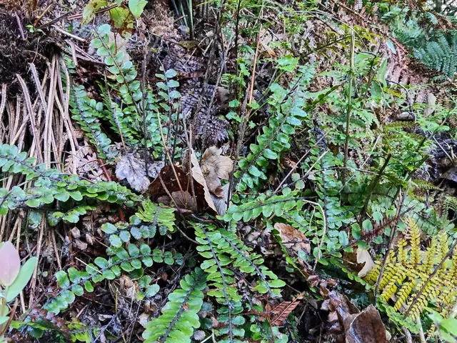 Kiwakiwa (Cranfillia fluviatilis)
