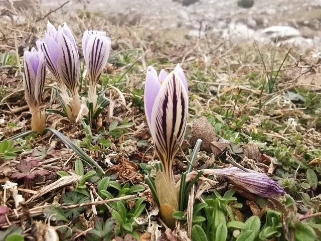 Crocus (Crocus sp.)