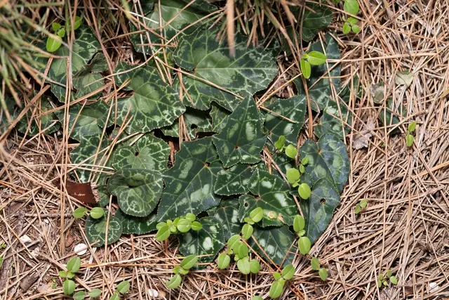 Cyclamen (Cyclamen sp.)