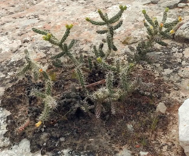 Cholla Cactus (Cylindropuntia spp.)