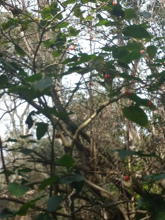 Tamarillo (Cyphomandra betacea)