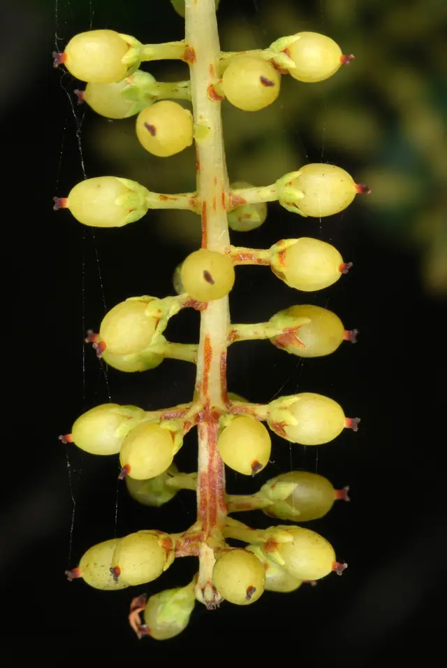 Titi (Cyrilla racemiflora)