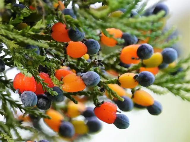 Kahikatea (Dacrycarpus dacrydioides)