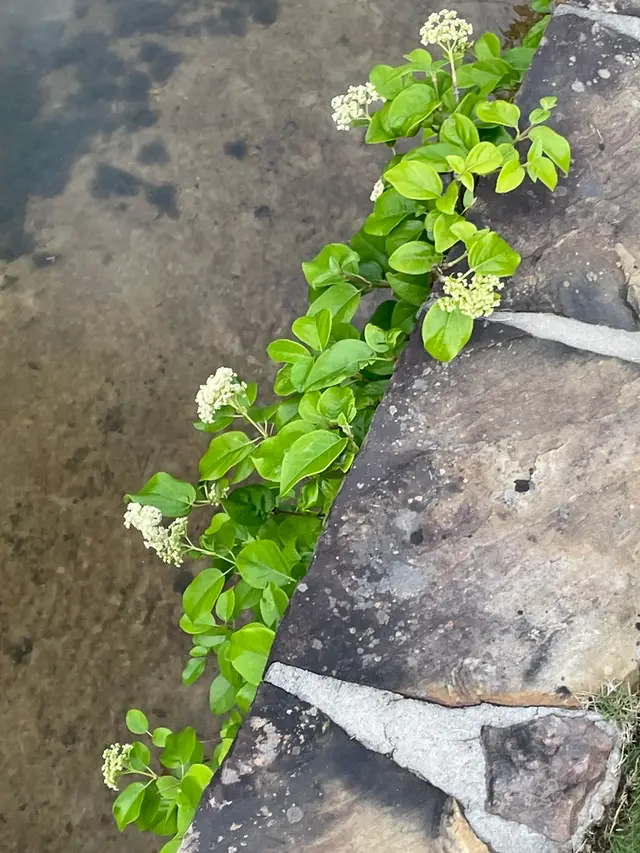 Climbing hydrangea (Decumaria barbara)