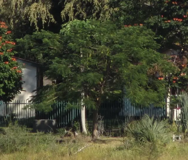 Poinciana (Delonix regia)
