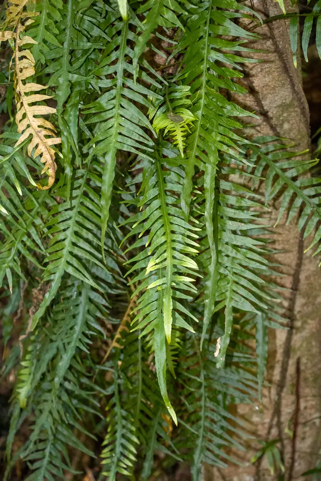 Fragrant fern (Dendroconche scandens)