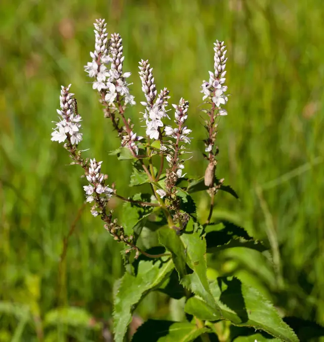 Derwent Speedwell (Derwentia derwentiana)