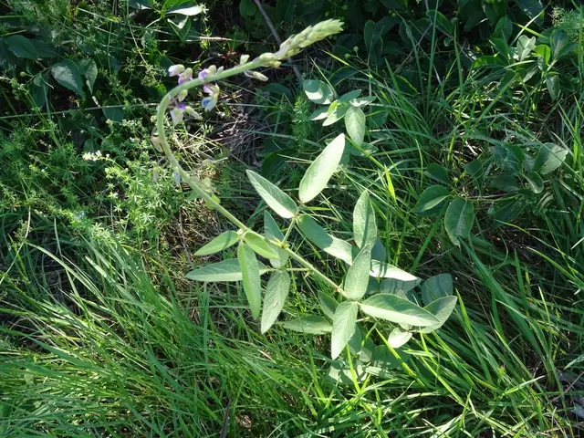 Beggarlice (Desmodium spp.)