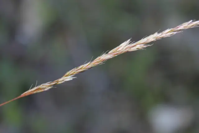 Mountain oat grass (Deyeuxia avenoides)