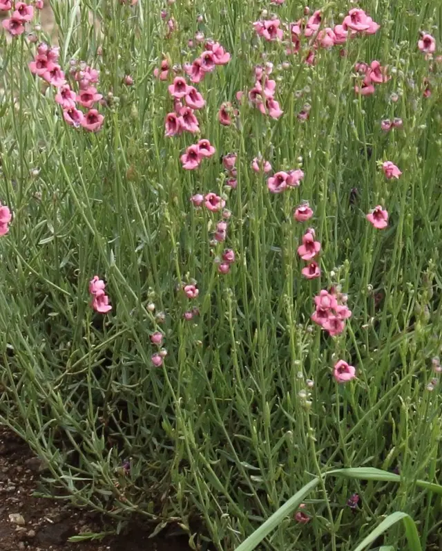 Twinspur (Diascia integerrima)