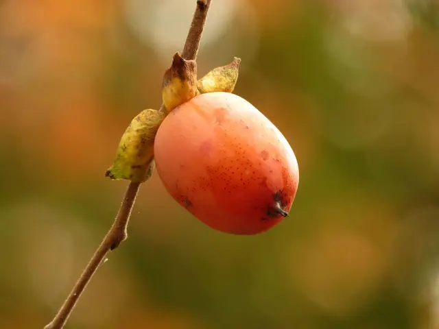 Persimmon (Diospryros sp.)
