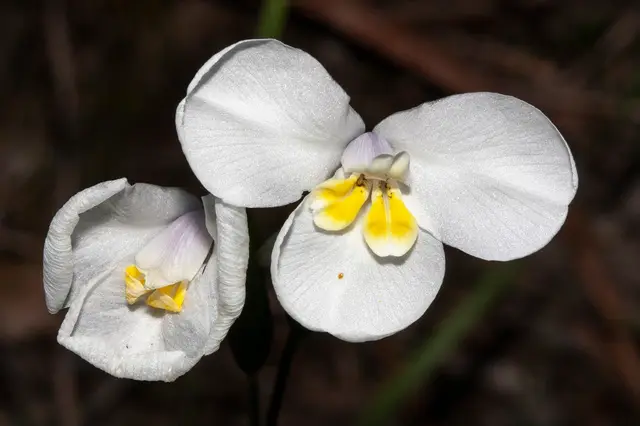 White Flag Iris (Diplarrena moraea)