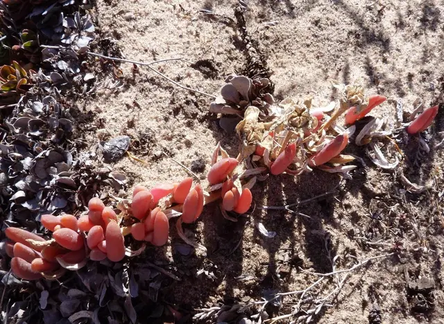 Rounded Noon-flower (Disphyma crassifolium)