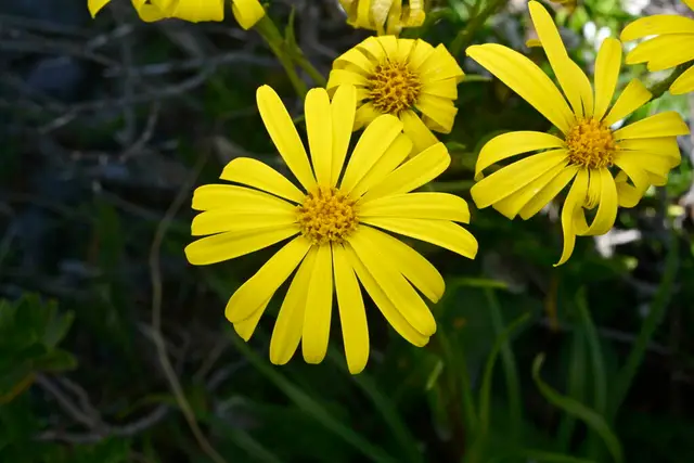 Yellow snow marguerite (Dolichoglottis lyallii)