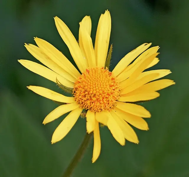 Leopard's bane (Doronicum spp.)