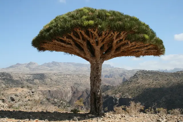 Dracaena (Dracanea sp.)