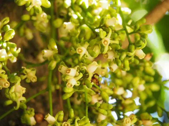 Kohekohe (Dysoxylum spectabile)