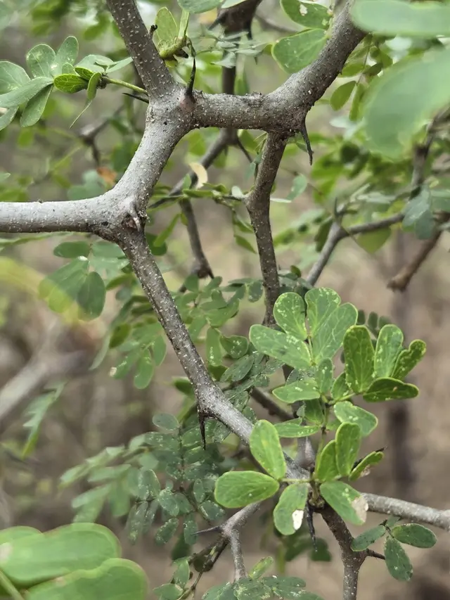 Texas ebony (Ebenopsis ebano)
