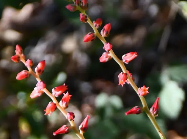 Hens & Chicks (Echeveria spp.)