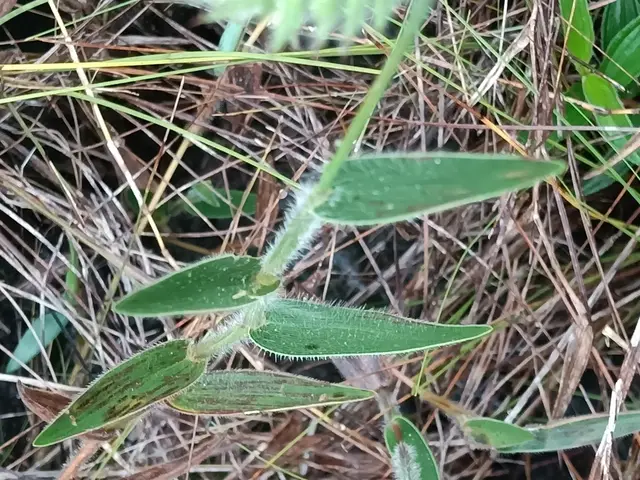 Echinolaena inflexa (Echinolaena inflexa)