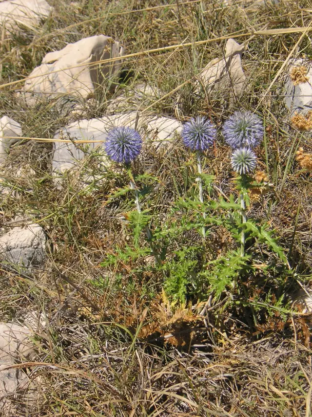 Globe Thistle (Echinops ritro)