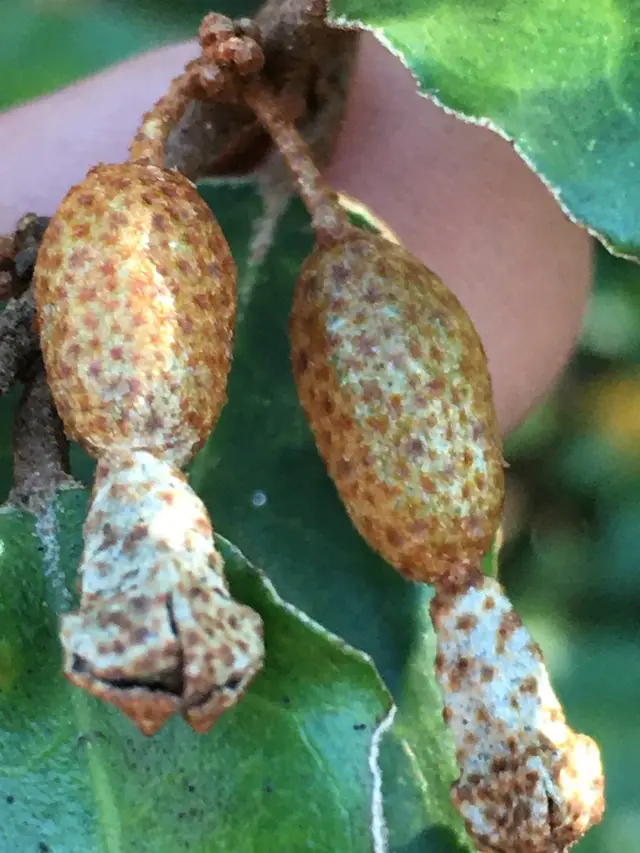 Evergreen eleagnus (Elaeagnus pungens)