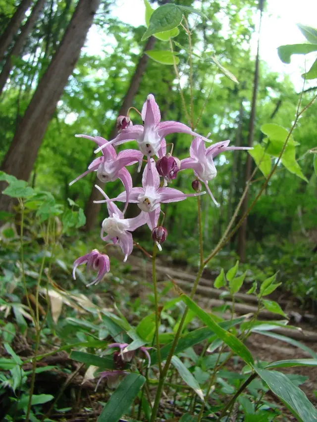 Bishop's Cap (Epimedium spp.)