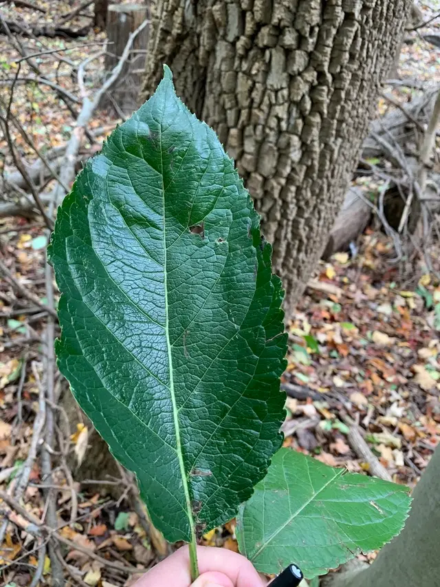 Hardy Rubbertree (Eucommia ulmoides)