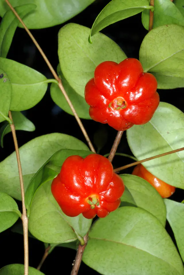 Pitanga (Eugenia uniflora)