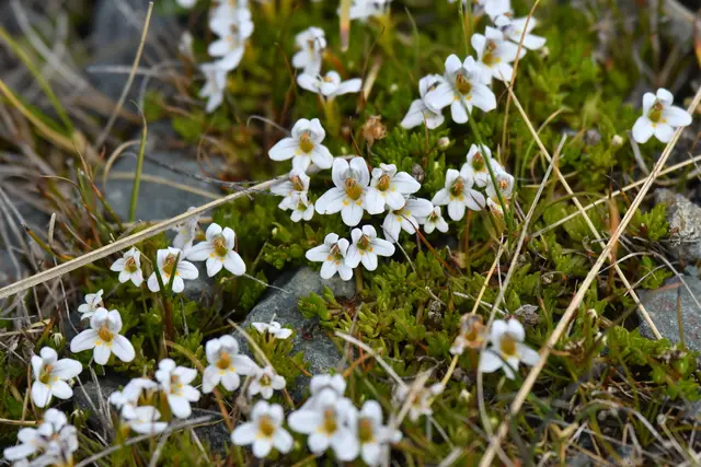 Creeping eyebright (Euphrasia dyeri)