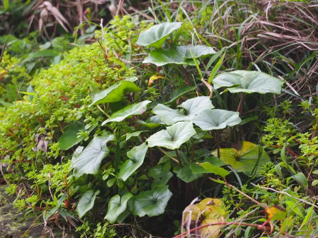 Leopard plant (Farfugium japonicum var. giganteum)