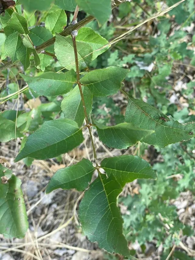Singleleaf ash (Fraxinus ornus 'Rotundifolia')
