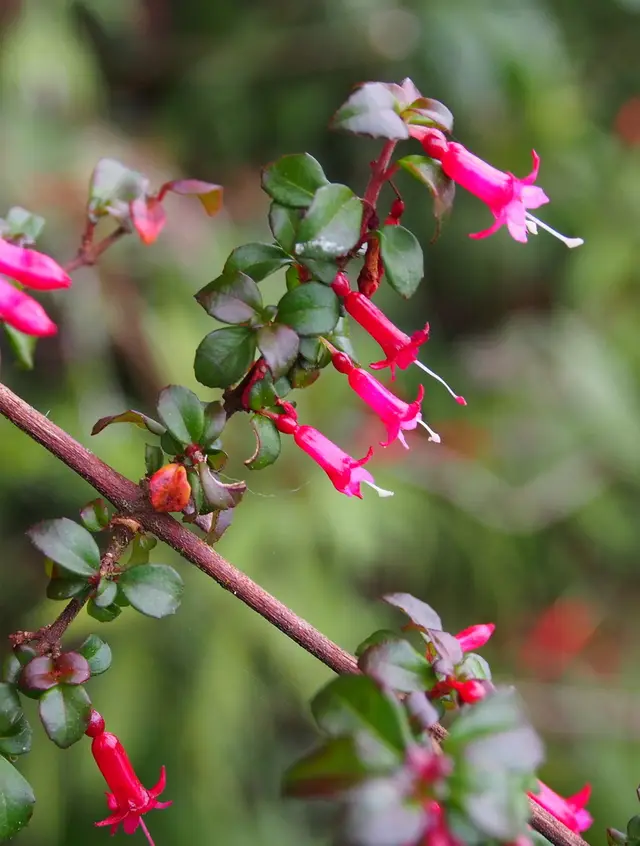 Fuchsia (Fuchsia spp.)