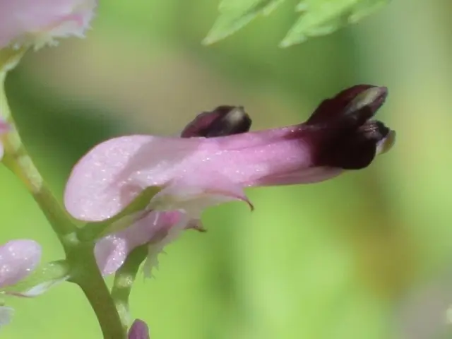 Scrambling fumitory (Fumaria muralis)