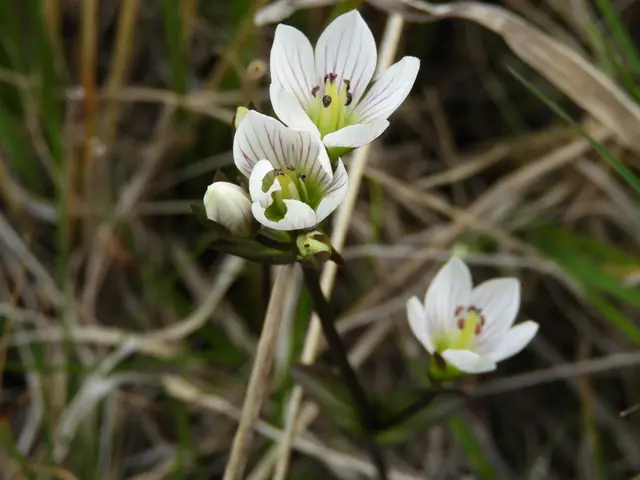 Gentianella montana (Gentianella montana)