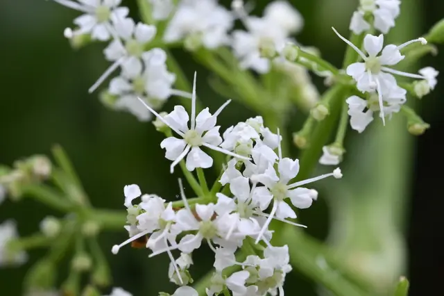 Mountain aniseed (Gingidia montana)