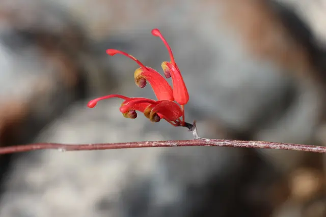 Leafless-flowered Grevillea (Grevillea nudiflora)