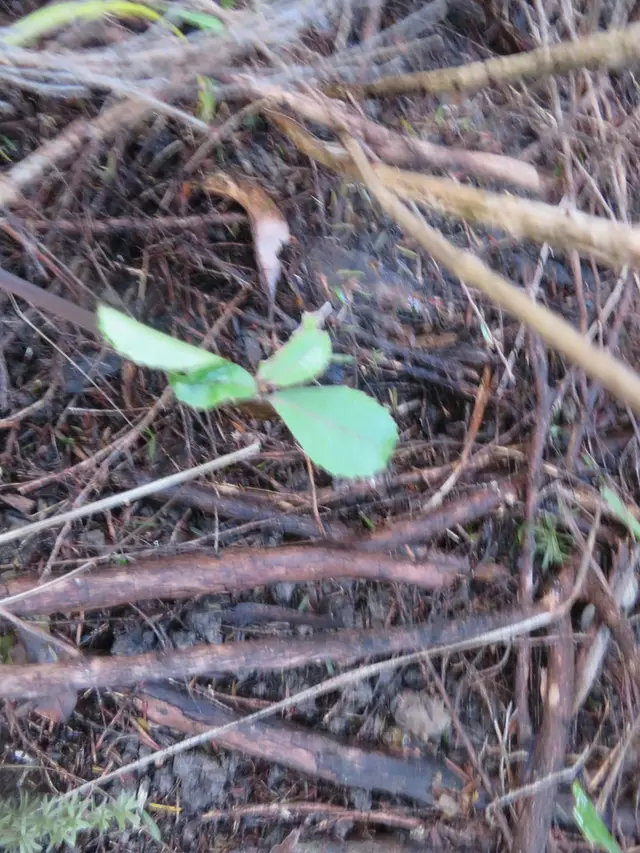 Pigeonwood (Hedycarya arborea)