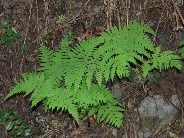 Mātātā (Histiopteris incisa)