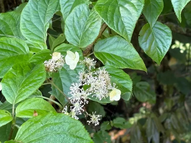 Climbing Hydrangea (Hydrangea anomala petiolaris)