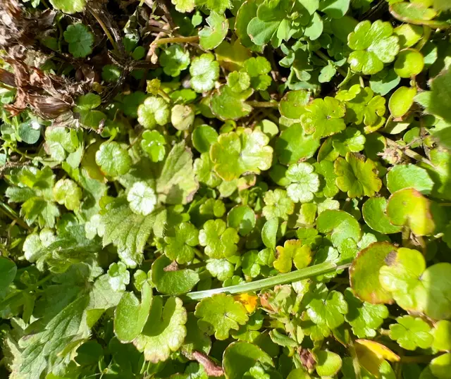 Hydrocotyle novae-zeelandiae (Hydrocotyle novae-zeelandiae)