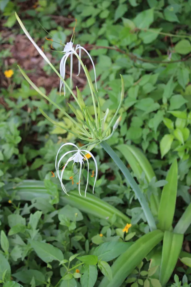 Spider lily (Hymenocallis littoralis)